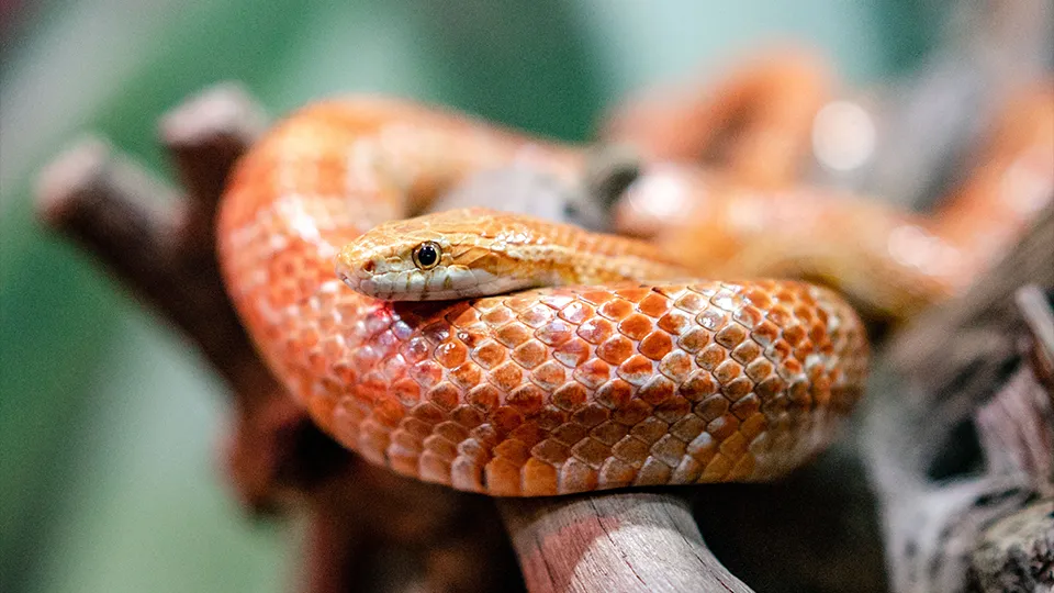 różne gatunki węży domowych i ich odmiany barwne