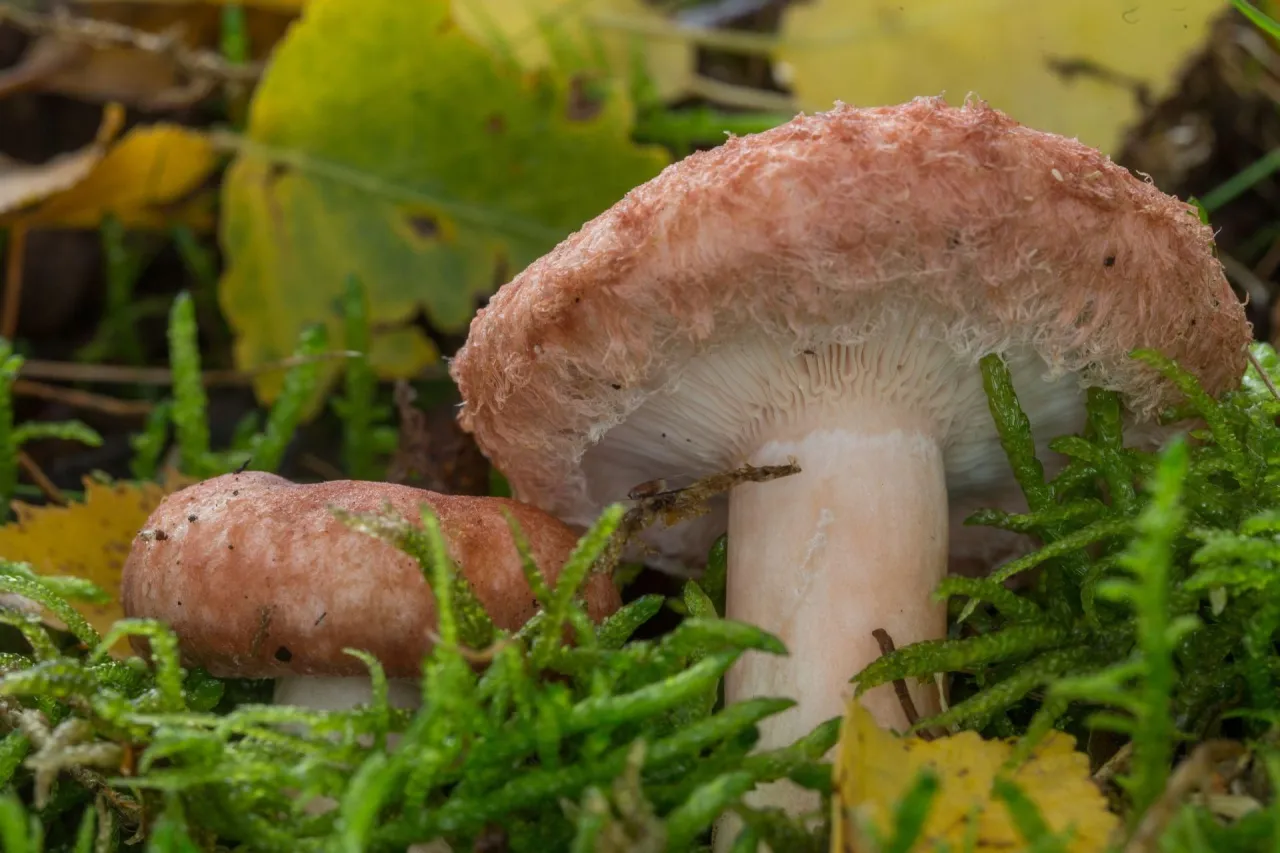 Rodzaje grzybów jadalnych i trujących porównanie