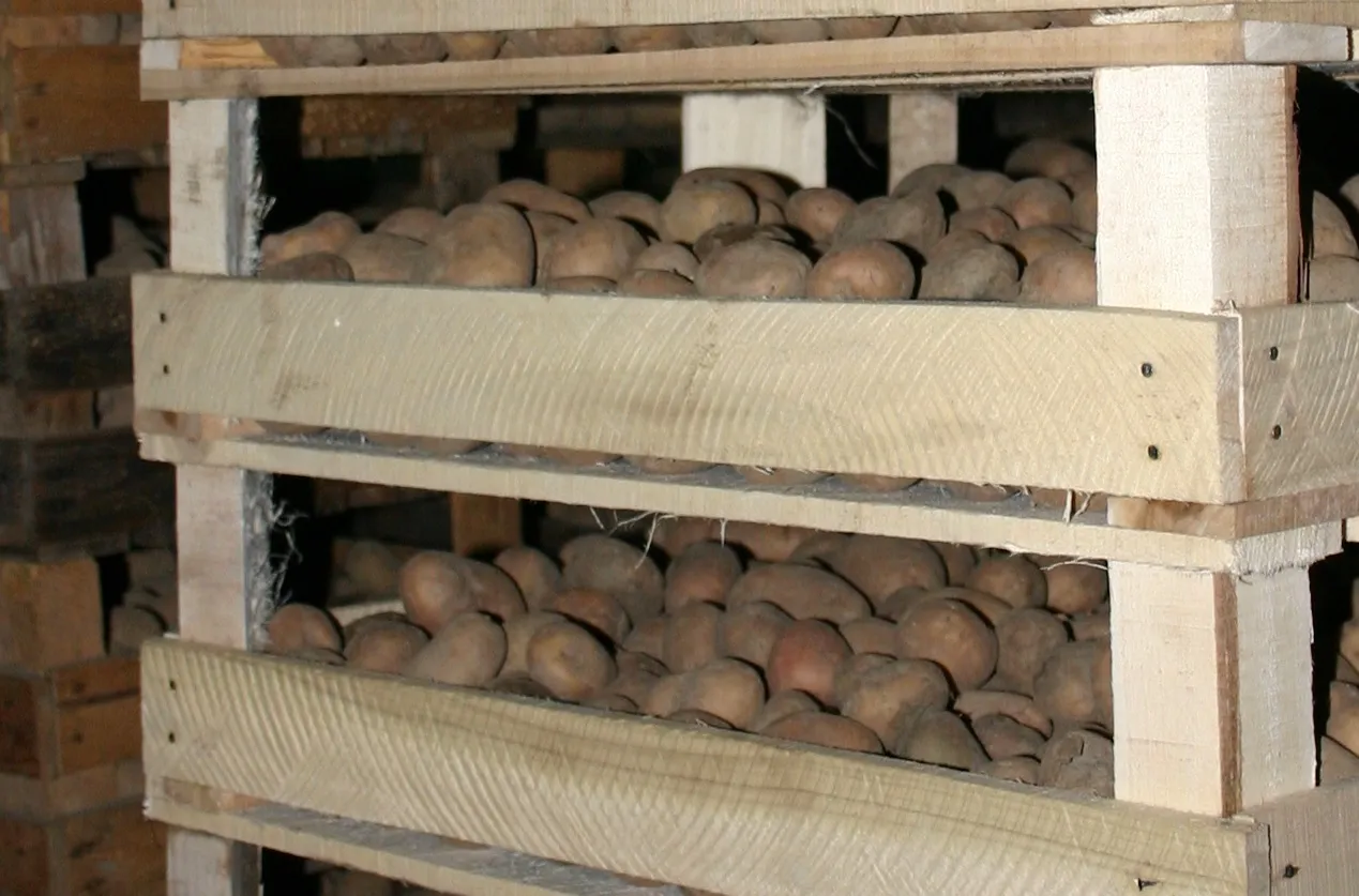 Ziemniaki wczesne w drewnianych skrzyniach, gotowe do zbioru.