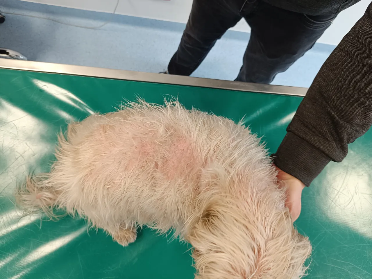 Pies z zespołem Cushinga