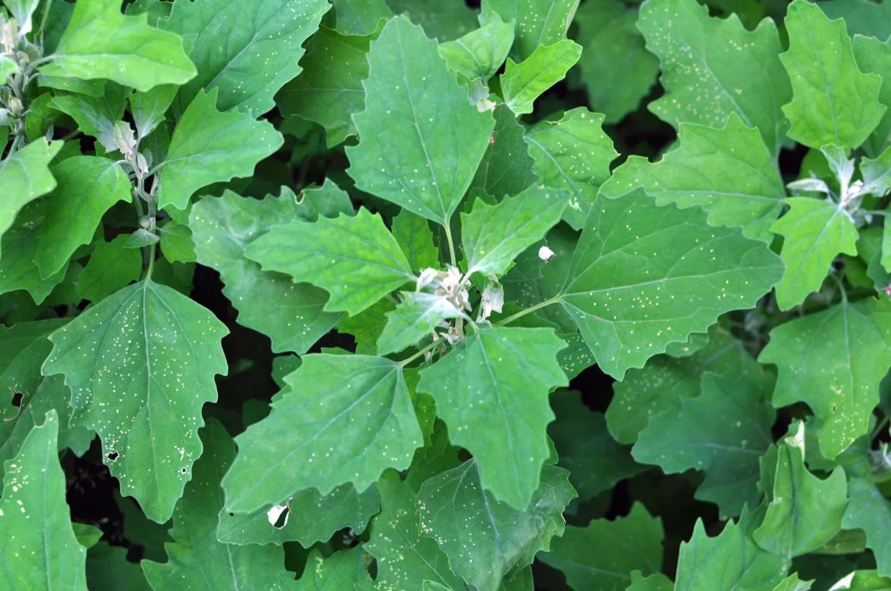 Szkodliwość komosy białej