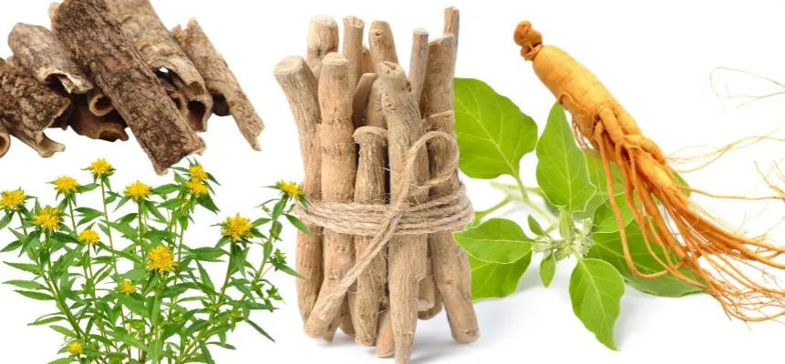 różne adaptogeny rośliny ashwagandha różeniec górski