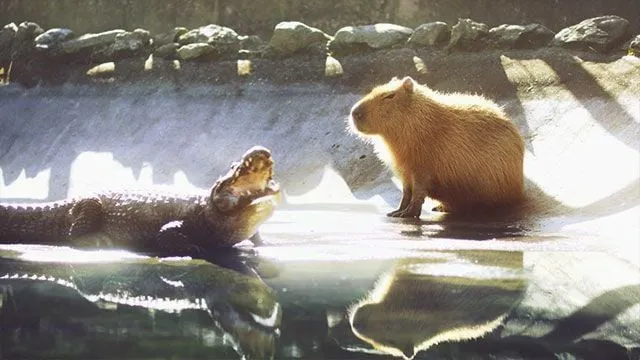 Kapibara z innymi zwierzętami przyjaźń