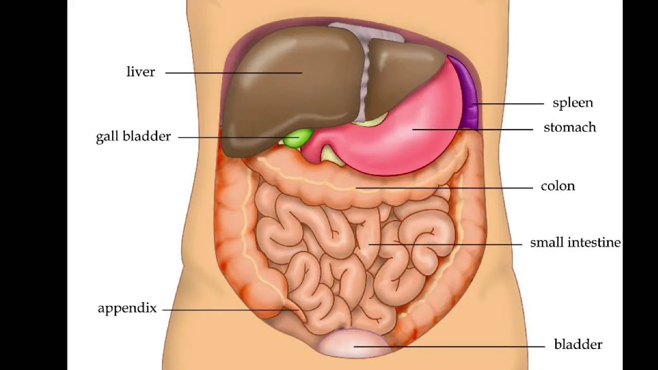 anatomia wątroby i dróg żółciowych