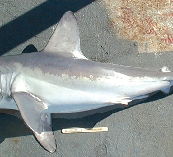 żarłacz śledziowy rekinek psi porównanie