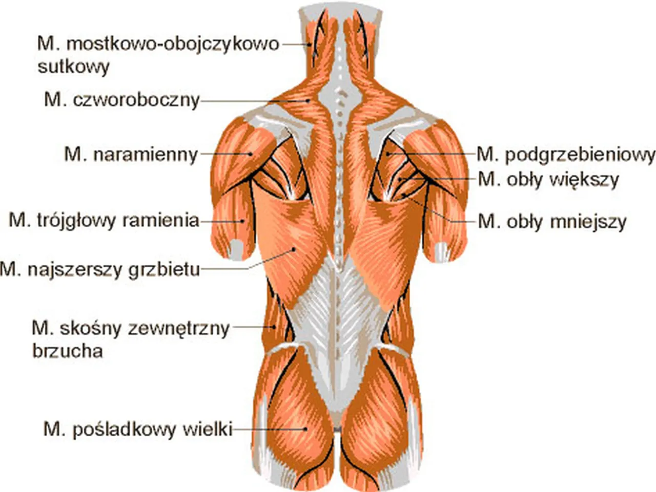 Przykładowy plan treningowy pleców