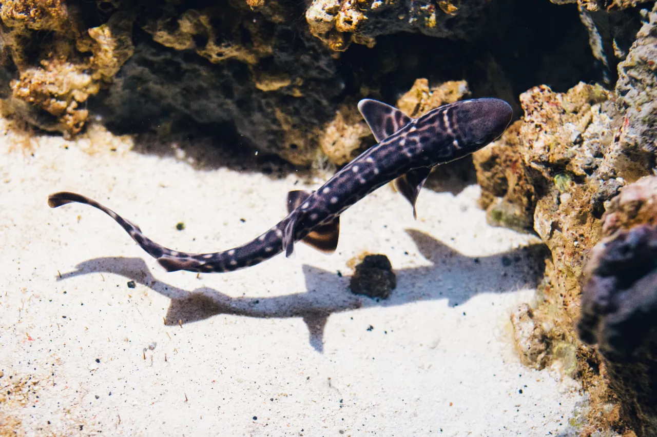 żarłacz czarnopłetwy Akwarium Gdyńskie