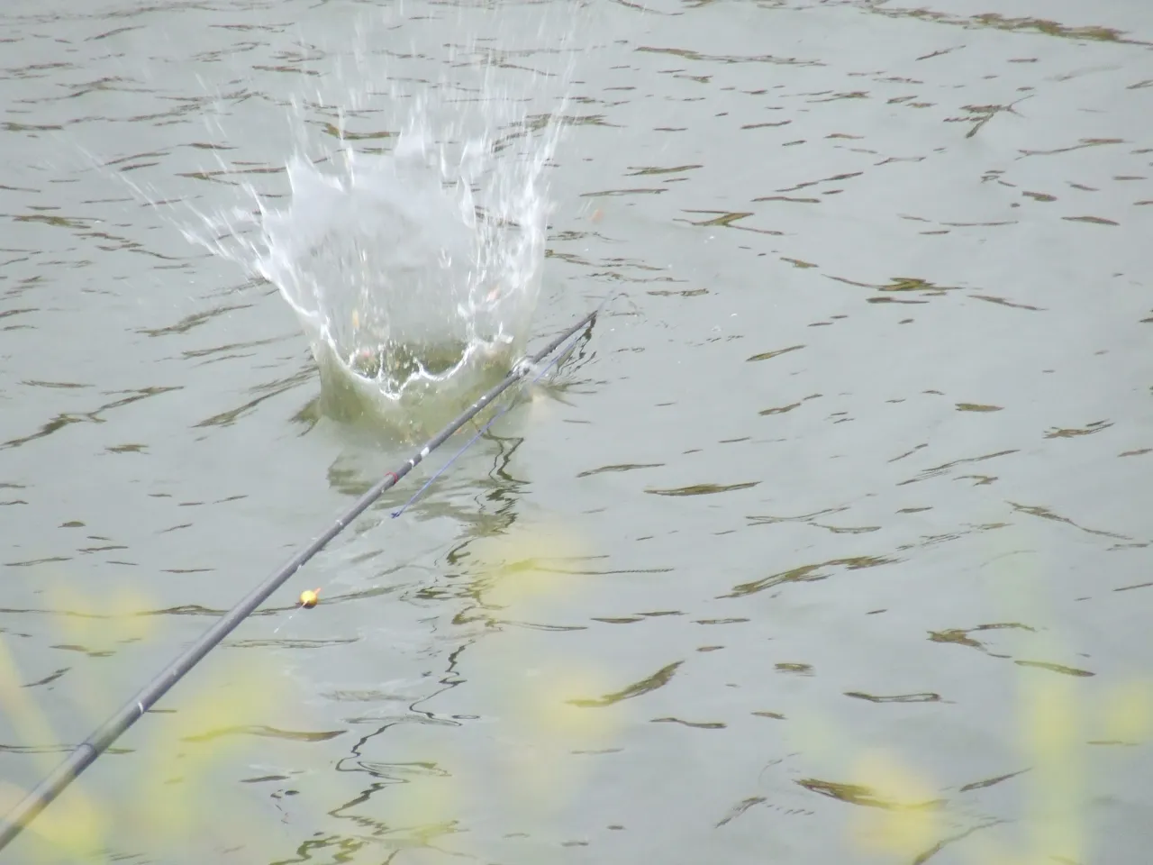 Składniki na zanętę leszczową, gotowa zanęta na leszcza