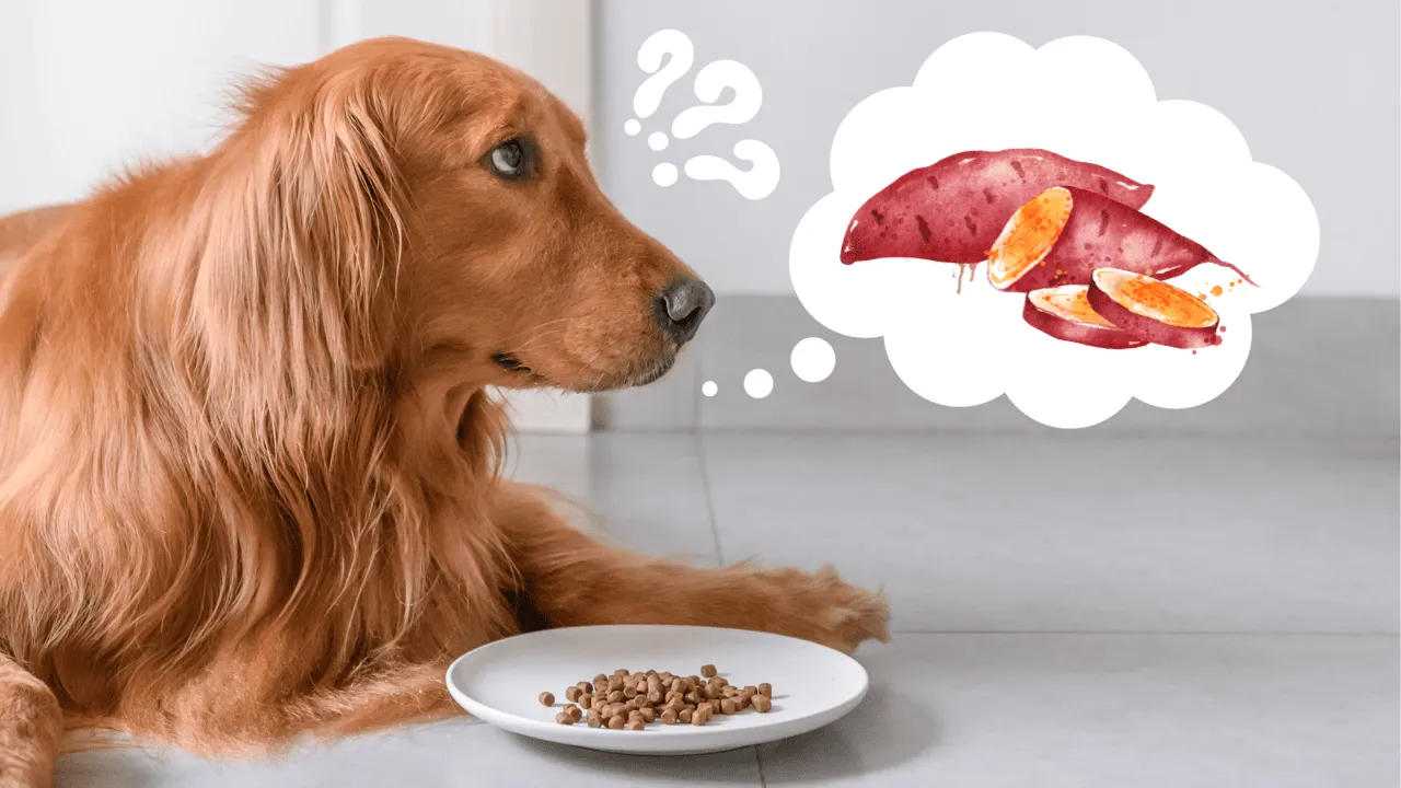 bataty dla psa wartości odżywcze infografika