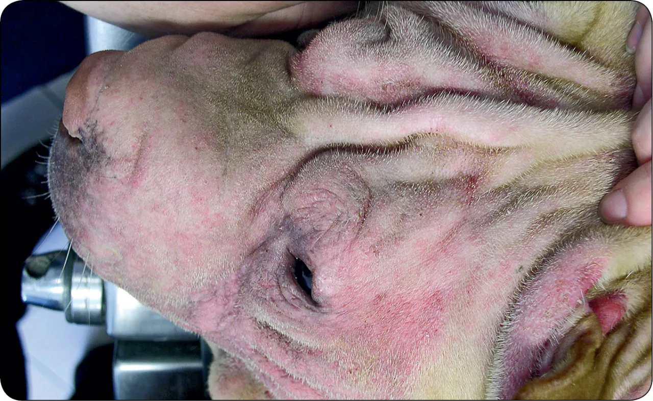 weterynarz badający psa z atopią