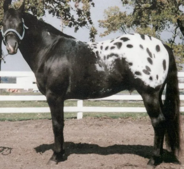 indiański koń wojenny pstry