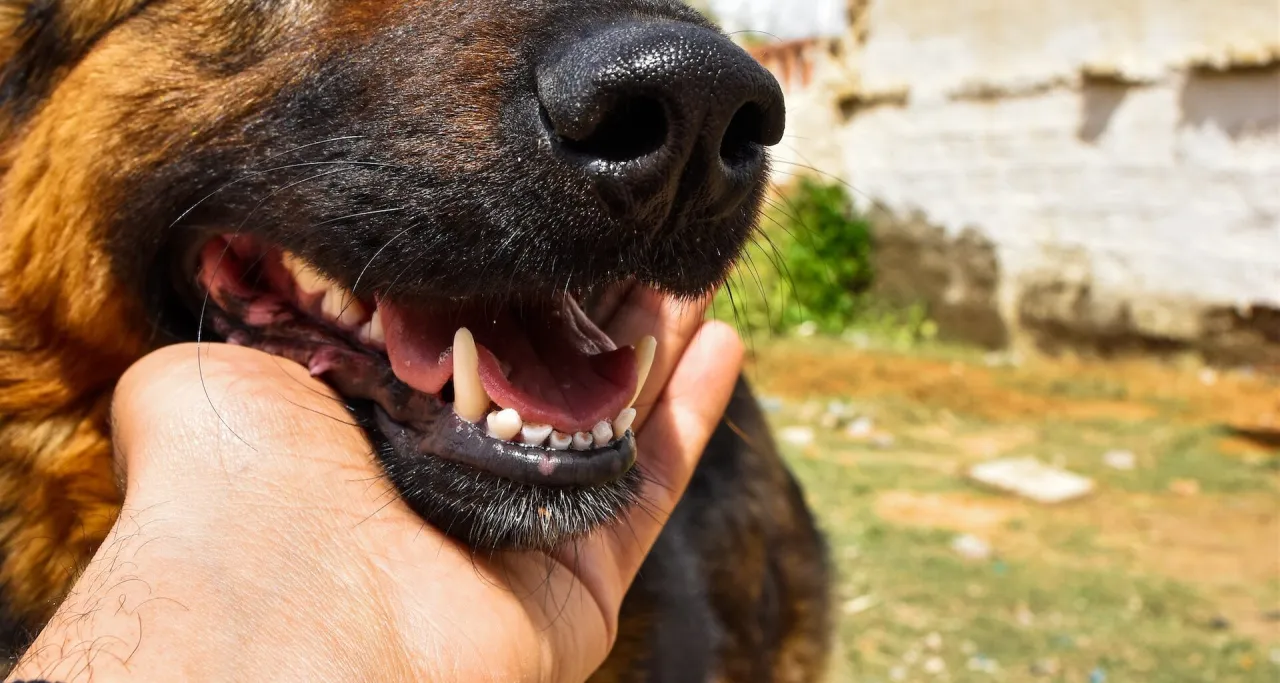 widoczne objawy nowotworu jamy ustnej u psa, guz na dziąśle psa
