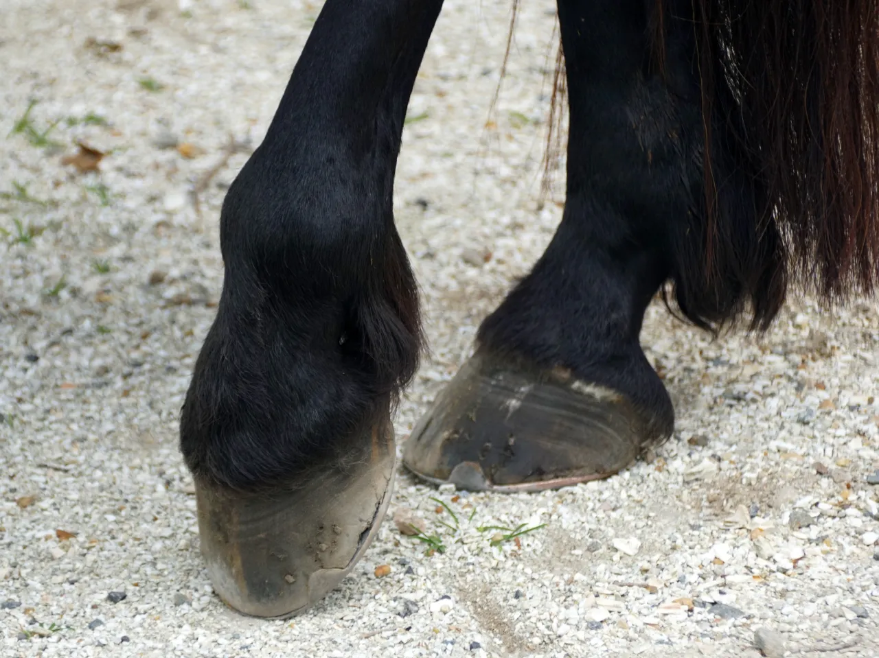 Koń z ochwatem ból kopyt