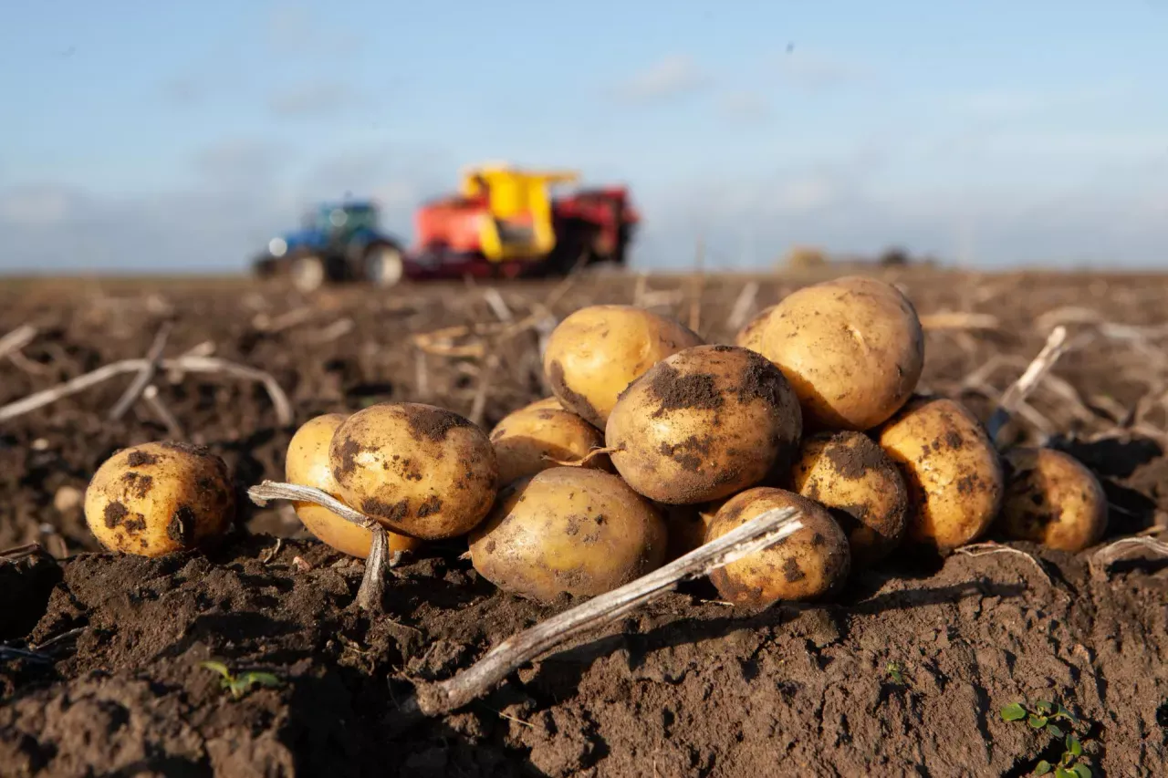 Świeżo wykopane ziemniaki na polu, w tle kombajn. Obrazek sugeruje obfite plony i pytanie: ile ziemniak&oacute;w z hektara?