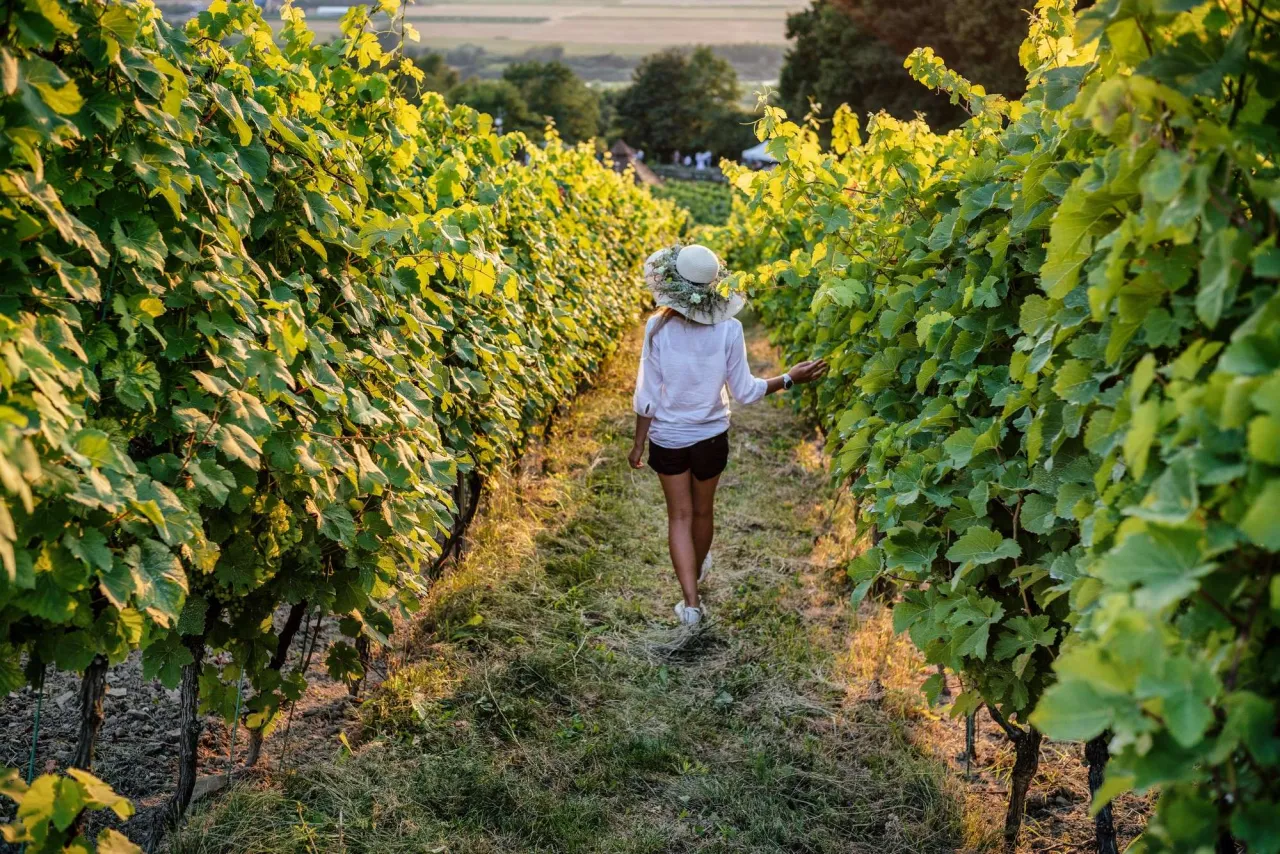Kobieta w kapeluszu spaceruje przez plantację winogron, dotykając liści. Słońce oświetla zielone krzewy.