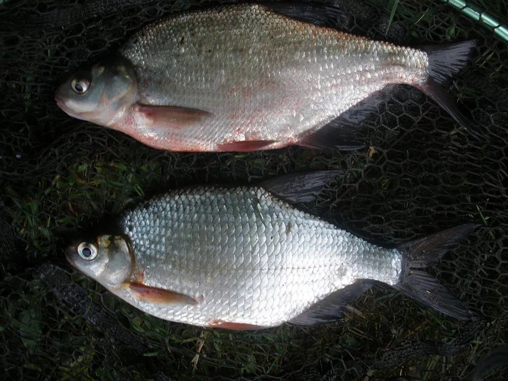 ryby spokojnego żeru leszcz płoć karp