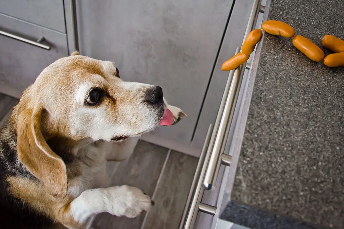 pies patrzy na par&oacute;wkę z ciekawością