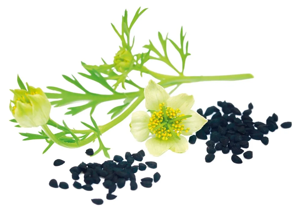 porównanie nasion czarnuszki, słonecznika, lnu, maku