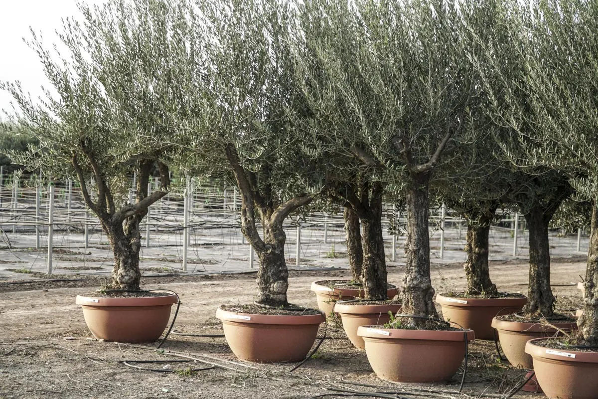 Drzewko oliwne w doniczce w polskim ogrodzie