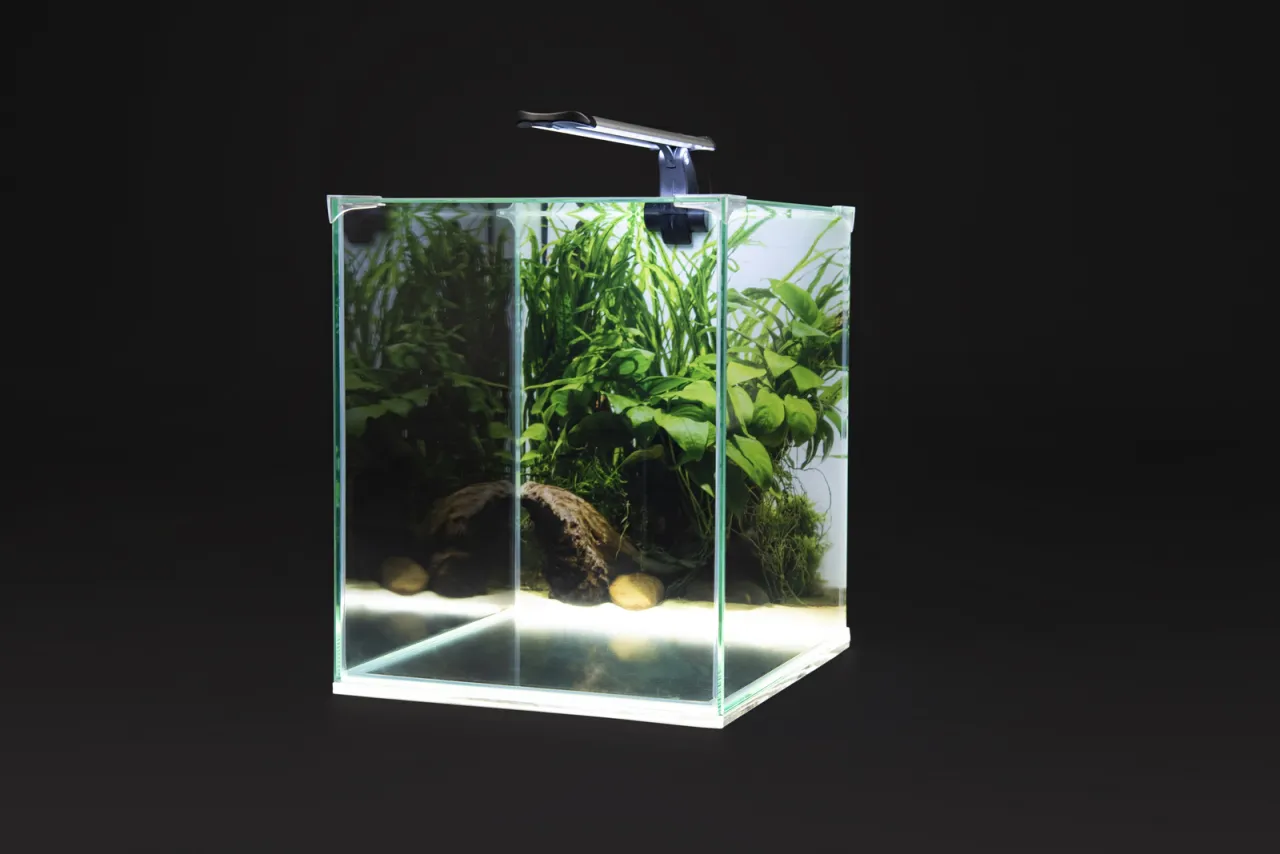 zestaw akwariowy dla początkujących