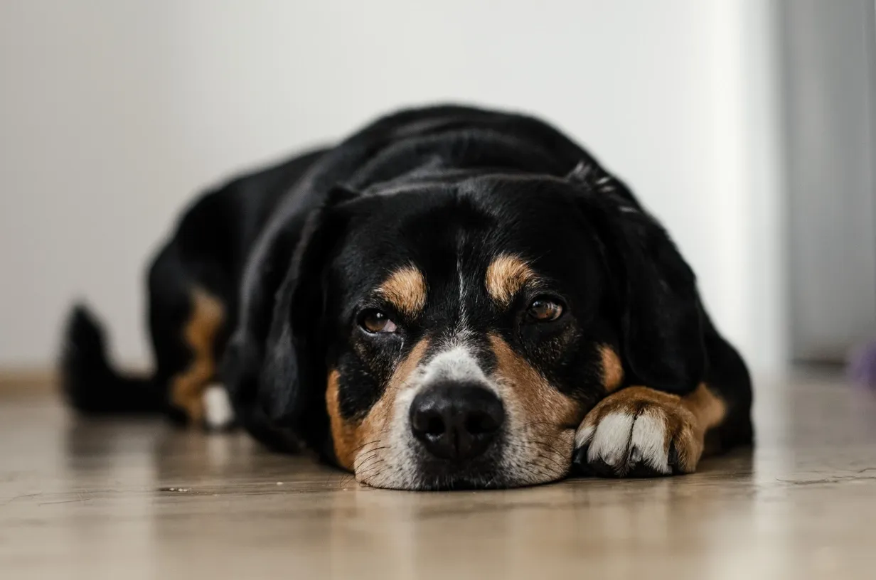 Zdjęcie Was kostet hund einschläfern und entsorgen? Wichtige Kostenfaktoren