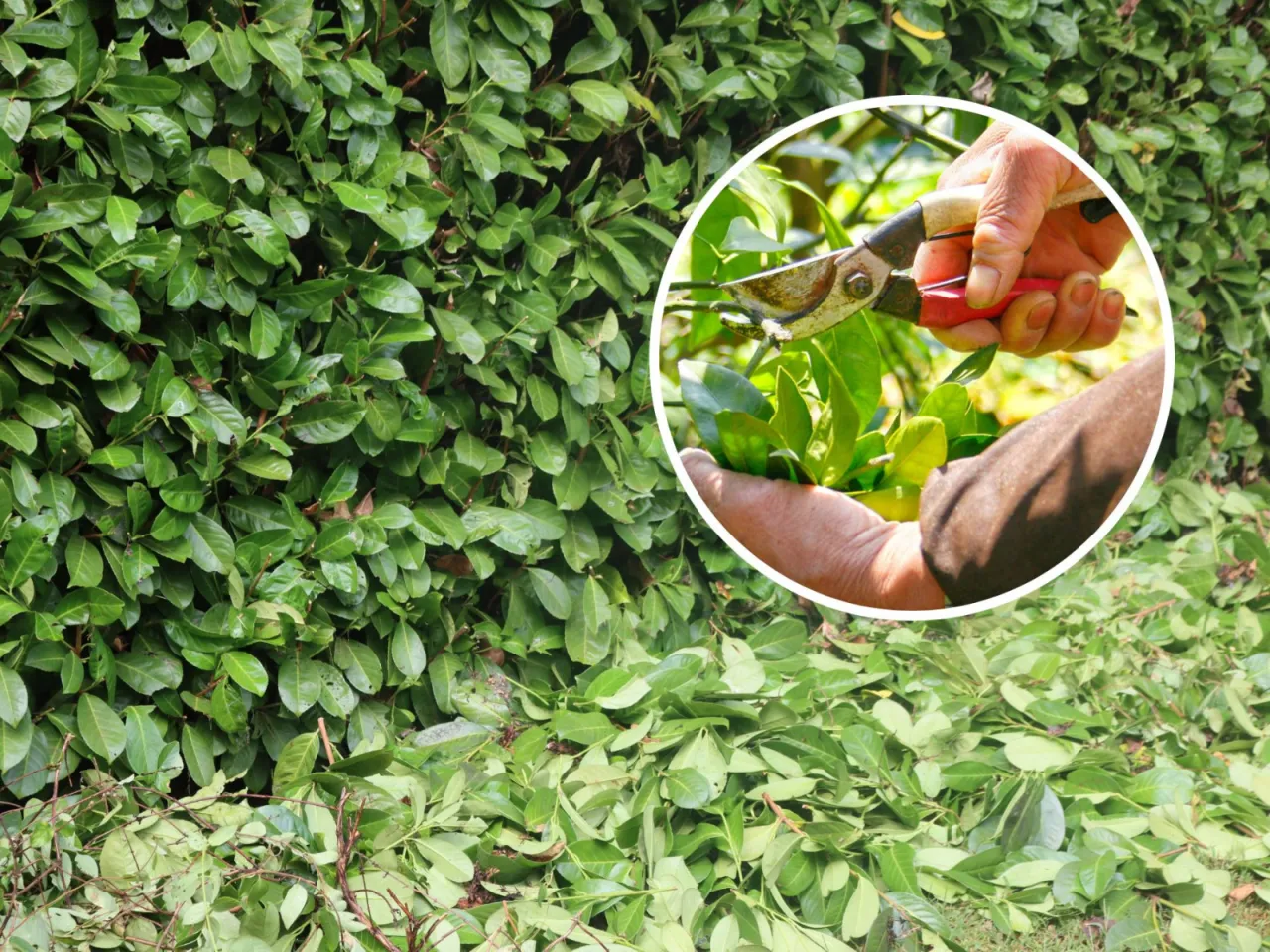 narzędzia do przycinania laurowiśni