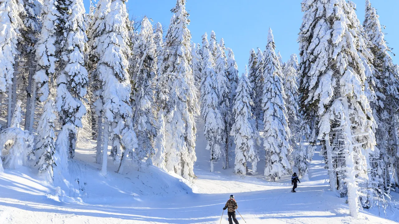 Trasy narciarstwa biegowego na Polanie Jakuszyckiej zimą