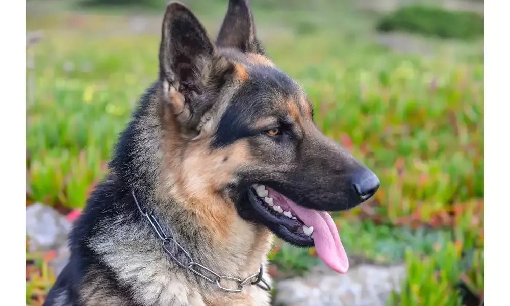 socjalizacja szczeniaka owczarka niemieckiego