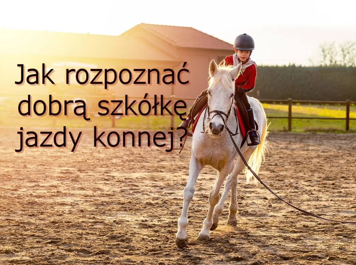 Zdjęcie Nauka jeździectwa: jak uniknąć błędów i wybrać najlepszą szkołę