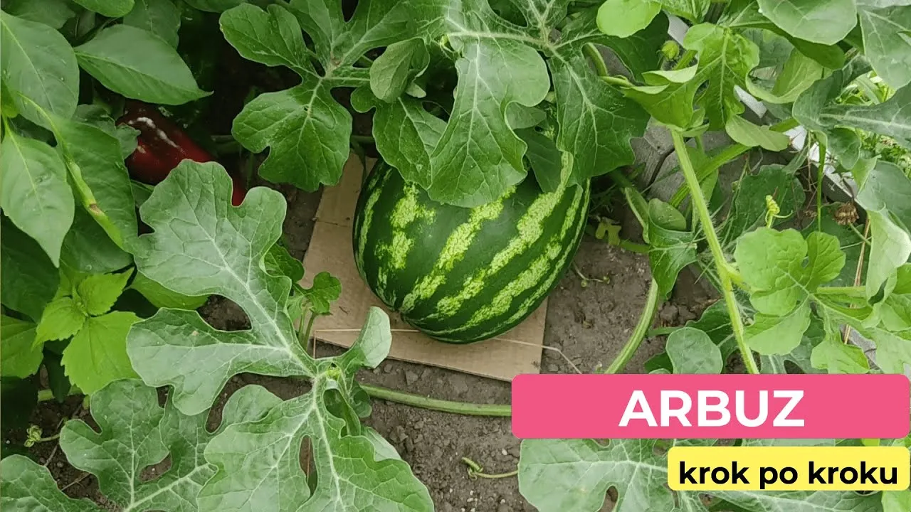 Zdjęcie Jak sadzić arbuza w doniczce - proste kroki do sukcesu w uprawie