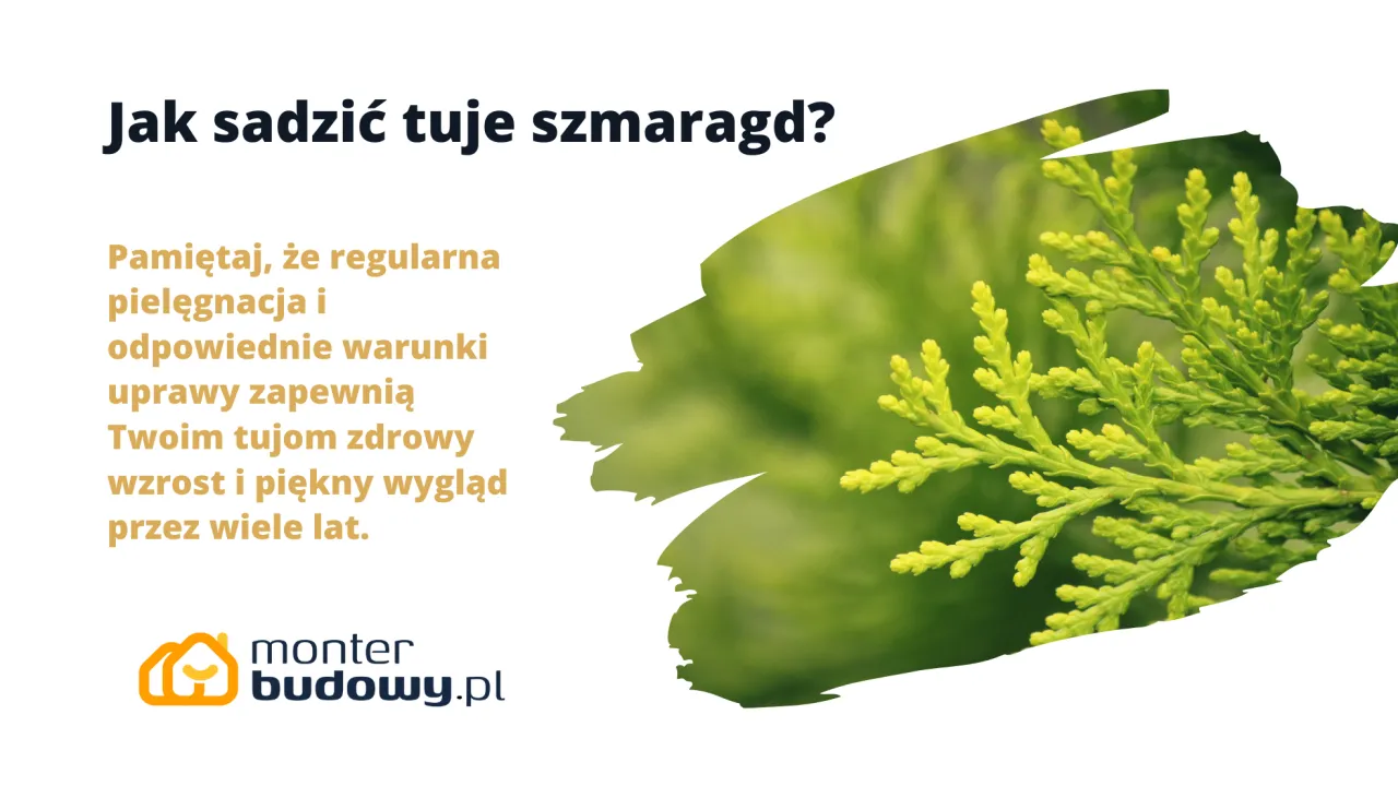 Zdjęcie Jak sadzić wydmuchrzycę piaskową, aby uniknąć błędów i osiągnąć sukces