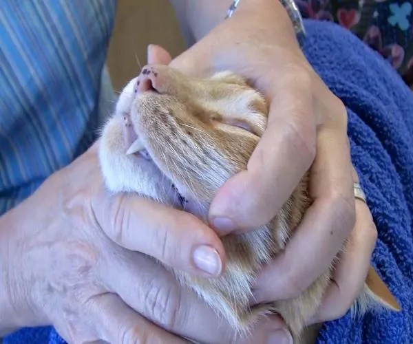 Zdjęcie Cómo dar pastillas a un gato sin estrés: métodos efectivos y sencillos