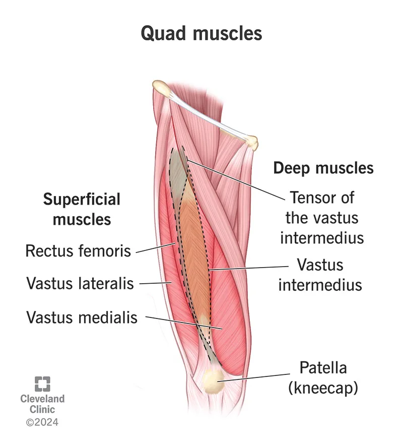 Zdjęcie Todo sobre los cuádriceps: músculos de la pierna y su importancia