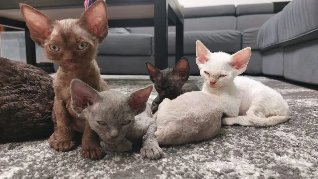 Zdjęcie Devon Rex Bydgoszcz - znajdź idealnego kota dla siebie