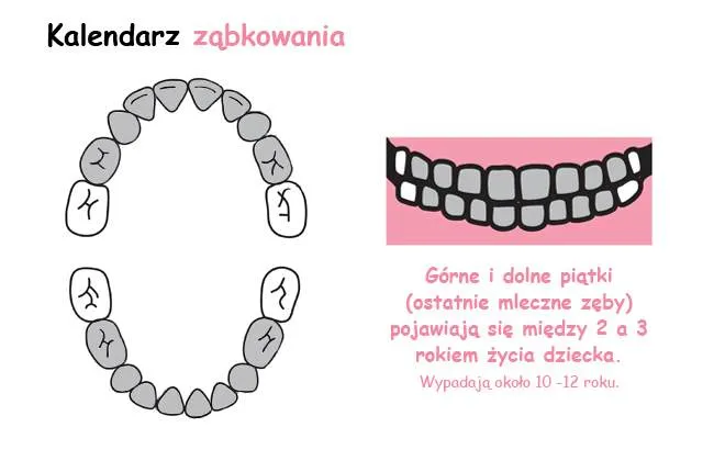 Zdjęcie Ile zębów ma dziecko w każdym wieku: kompletny rozwój uzębienia