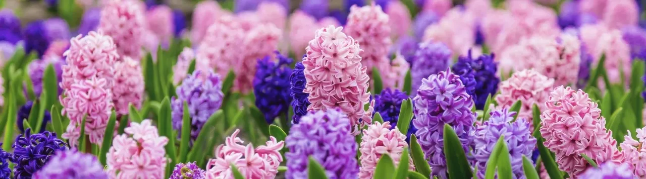 Zdjęcie Czy hiacynty zimują w gruncie? Poznaj skuteczne sposoby zabezpieczenia