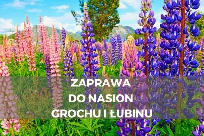 Zdjęcie Jaka zaprawa do łubinu? Skuteczne metody ochrony nasion