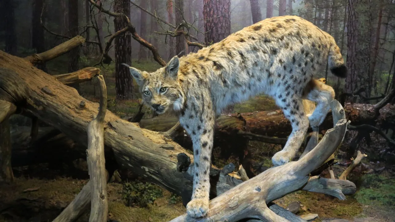 Zdjęcie Kampinos atrakcje - odkryj ukryte skarby przyrody i historii