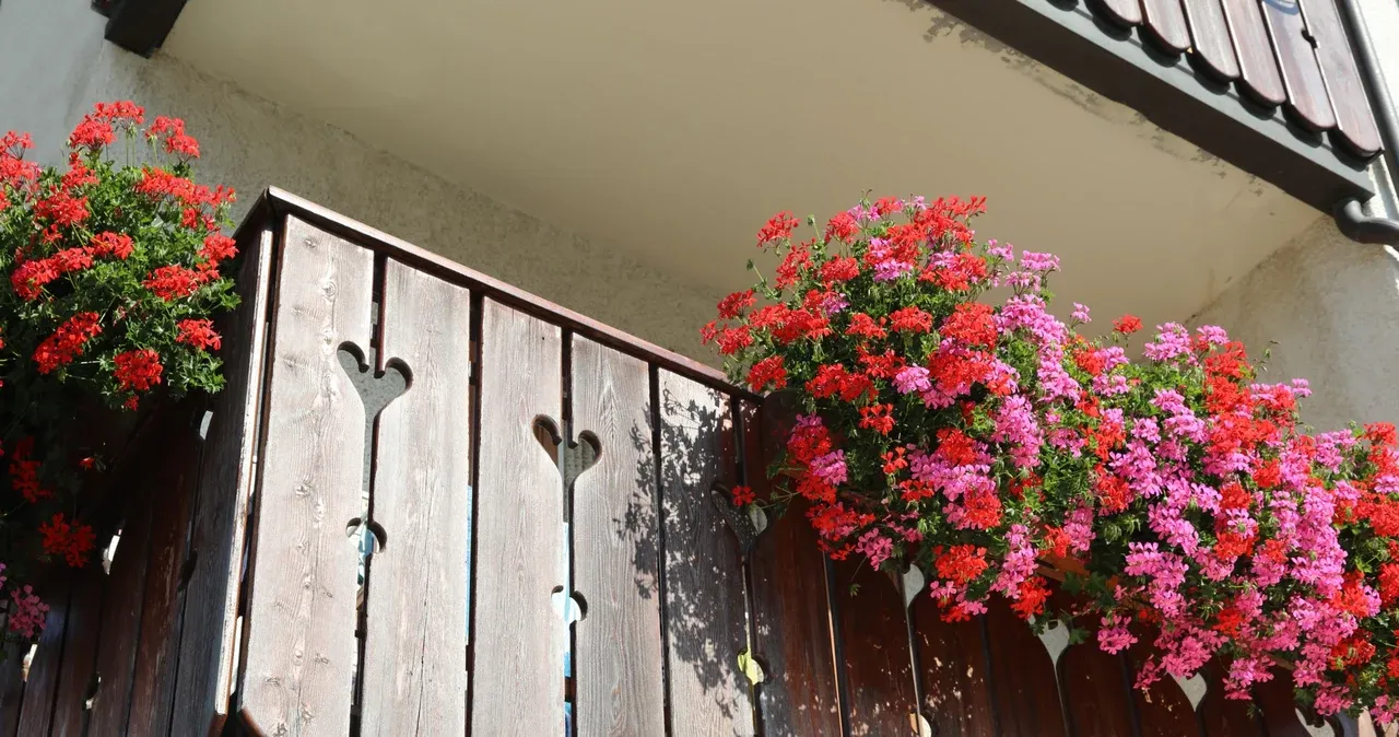 Zdjęcie Kwiaty które lubią słońce na balkon – najlepsze rośliny do uprawy