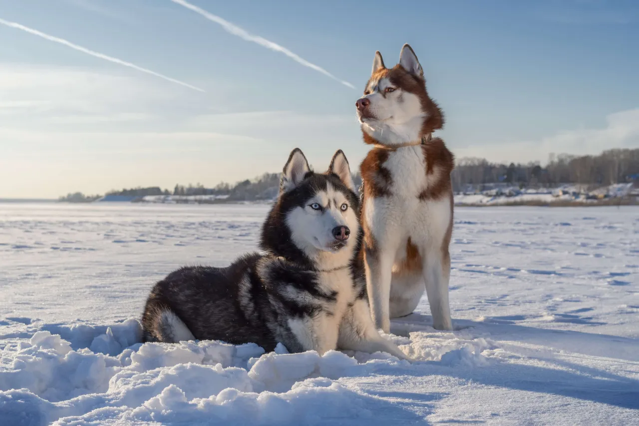 Zdjęcie Czy husky jest dobry dla dzieci? Wszystko o bezpieczeństwie i charakterze tej rasy