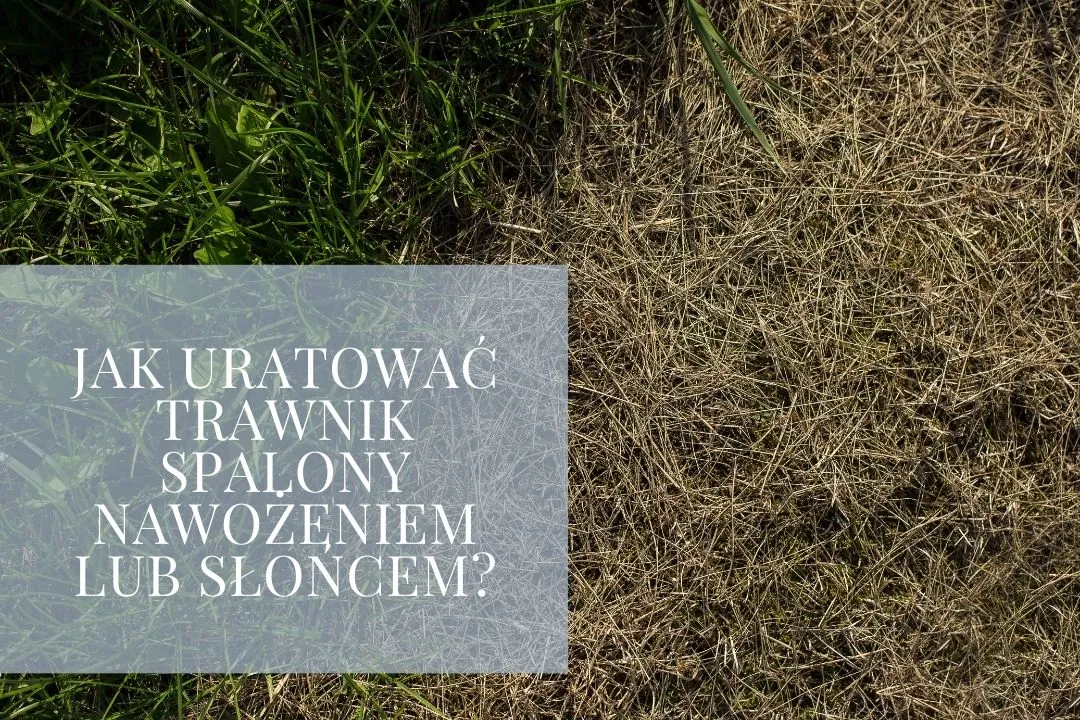 Zdjęcie Jak uratować trawnik spalony słońcem i przywrócić mu zdrowie