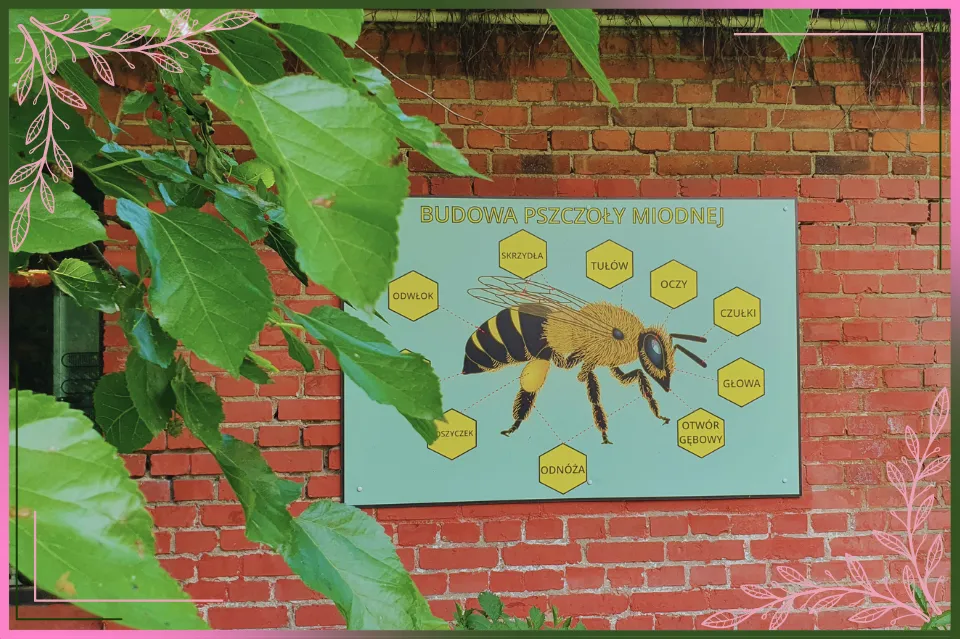 Zdjęcie Skansen pszczelarski w Swarzędzu - historia, eksponaty i atrakcje