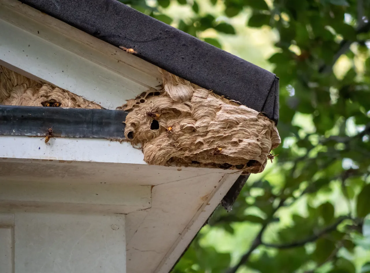 Zdjęcie Jak pozbyć się much na tarasie: 8 skutecznych sposobów