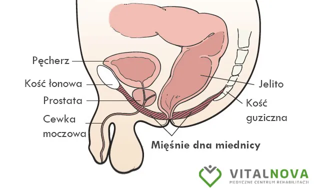 Zdjęcie Mięśnie Kegla u mężczyzn - poznaj ich ukrytą rolę w zdrowiu i sprawności