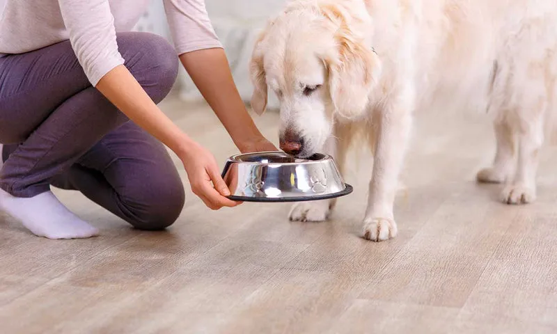 Zdjęcie ¿Es bueno el arroz para los perros? Beneficios y riesgos a considerar