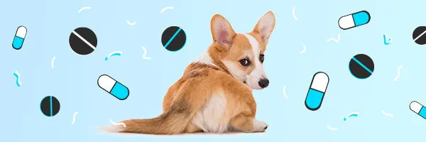 Zdjęcie Po jakim czasie działa lek na odrobaczenie u psa? Sprawdź efekty