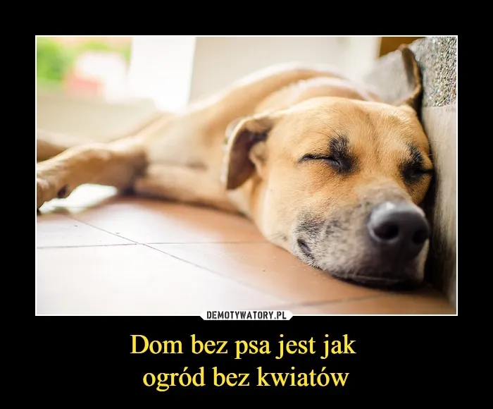 Zdjęcie Dlaczego dom bez psa jest tylko zwykłym mieszkaniem: prawda o więzi z psem
