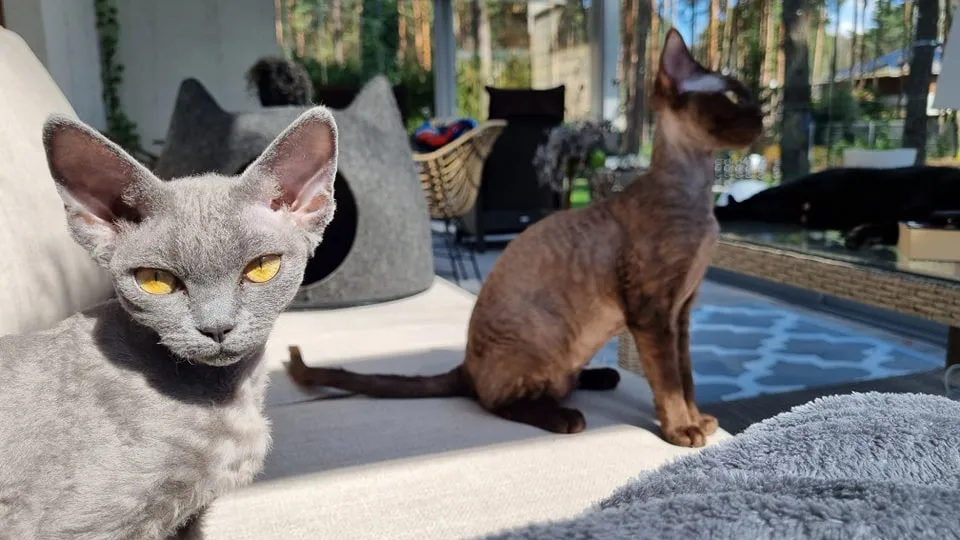 Zdjęcie Koty Devon Rex sprzedam – poznaj najlepsze oferty i ceny w Polsce