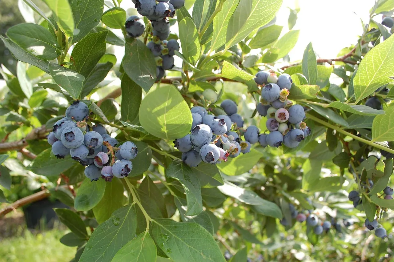 Zdjęcie Jak uprawiać borówkę - proste kroki do obfitych owoców w ogrodzie