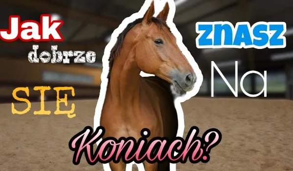 Zdjęcie Trudne quizy o koniach na sameQuizy - co wolisz naprawdę?